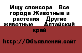 Ищу спонсора - Все города Животные и растения » Другие животные   . Алтайский край